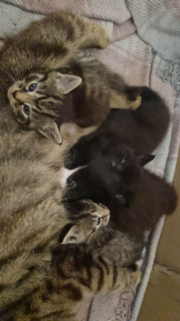 Kittens for sale