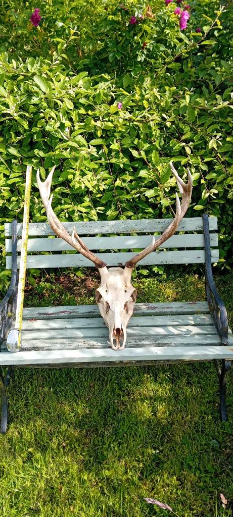 Red Deer Stag Skull & Antlers – Large, Natural Condition