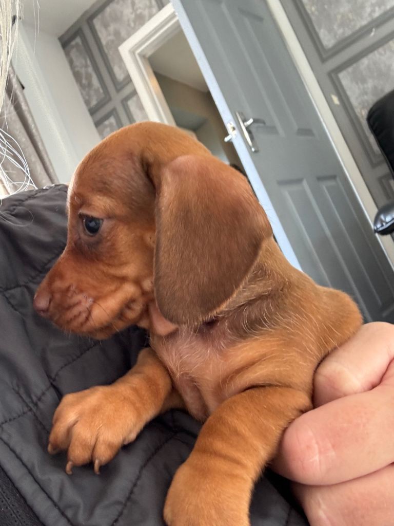 Miniature dachshund 2 girls 