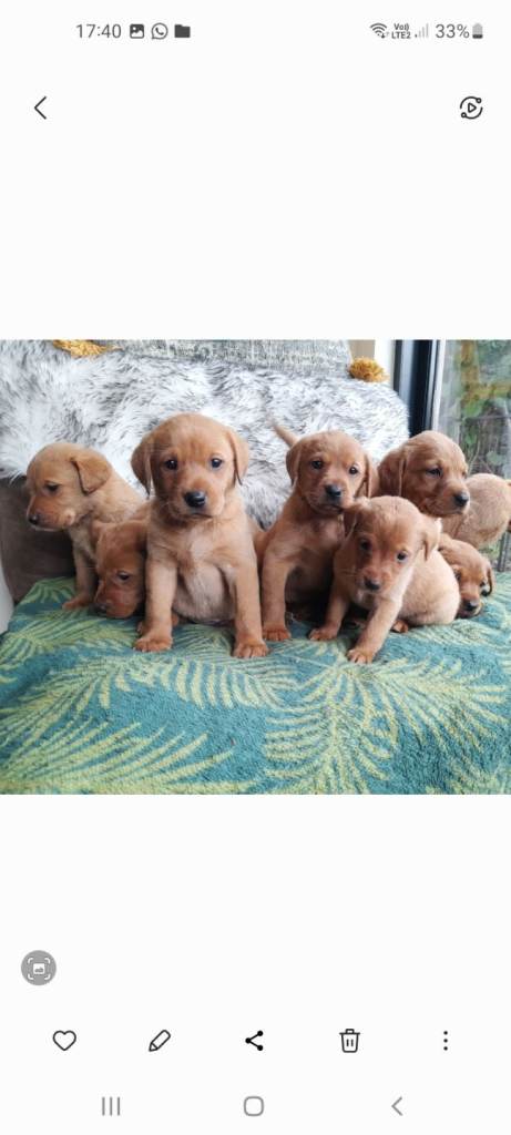 Fox red labrador pups