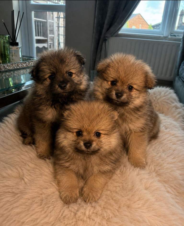 Pomeranian pups ready now 