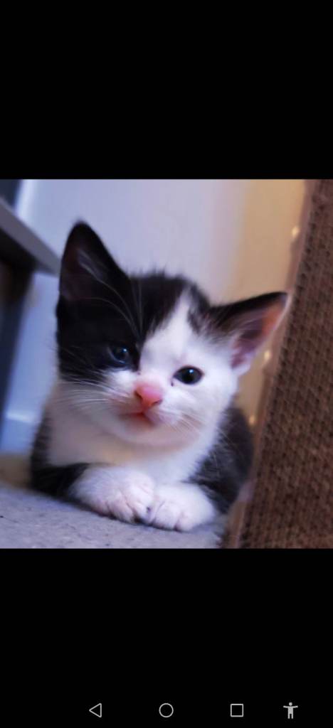 2 Adorable Kittens Ready in June 🩵🩷