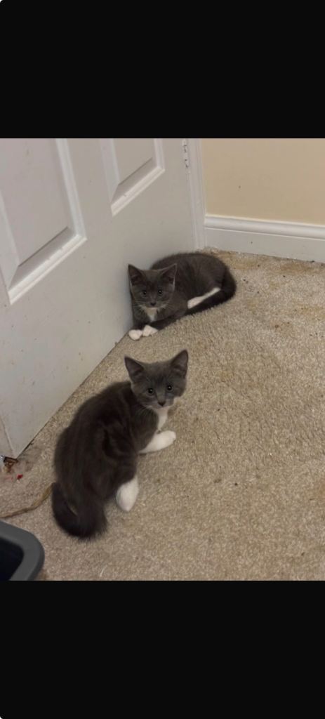 Kittens 