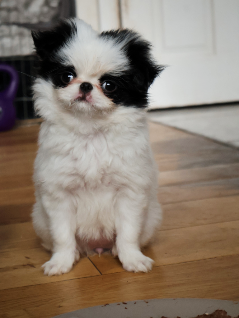 Japanese Chin Puppy For Sale