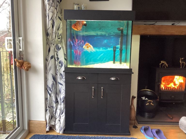 Fish tank and two fish 