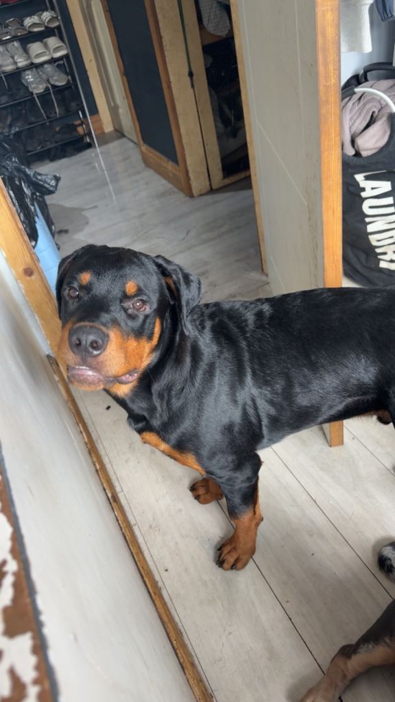 8 month old male Rottweiler 