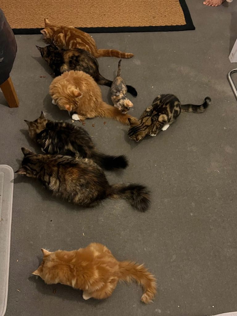 BRITISH SHORT HAIR x TABBY BREED KITTENS 