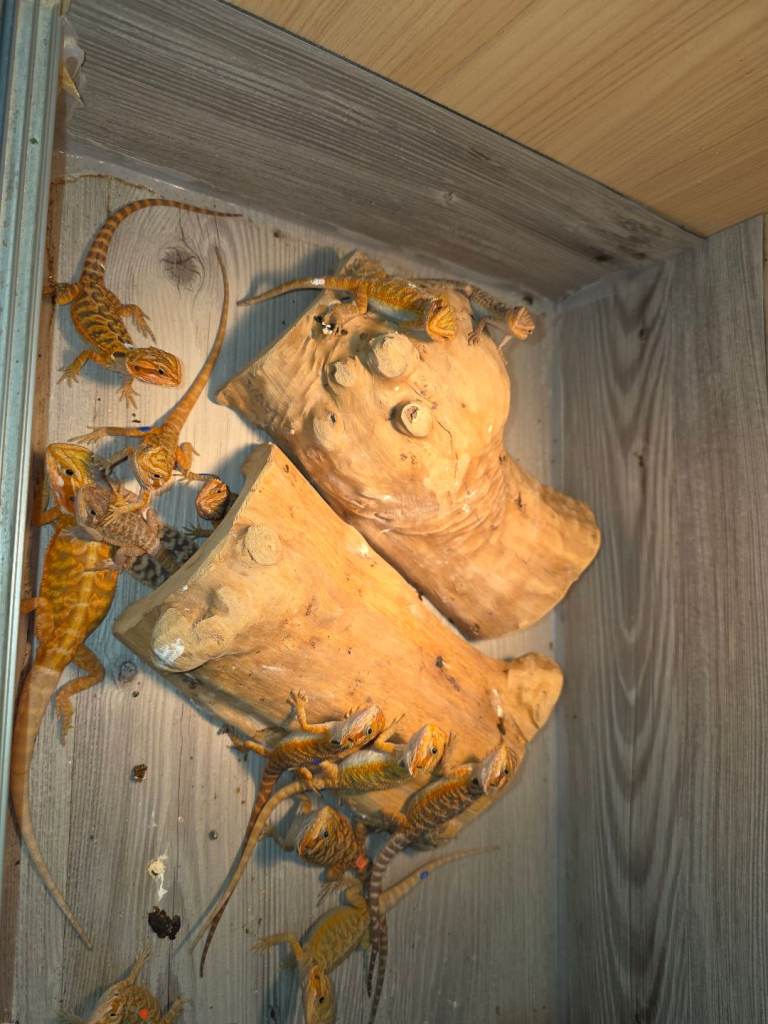 Bearded Dragon Babies