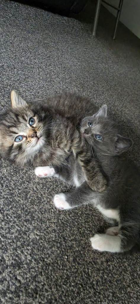 2 Gorgeous Kittens For Sale