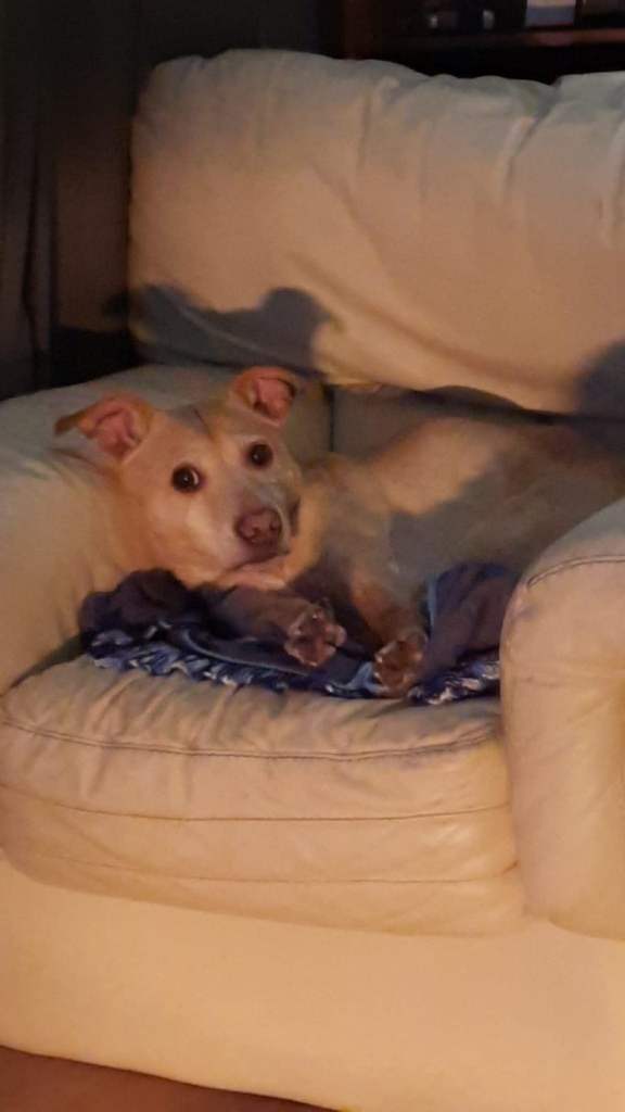 Staffy cross with lab for sale 