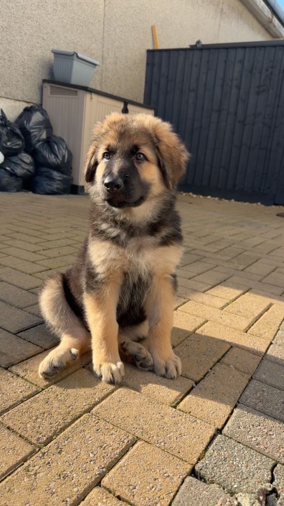 German Shepherd x Caucasian Shepherd x Swiss Shepherd
