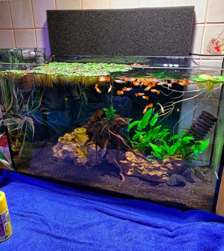 Fish tank 