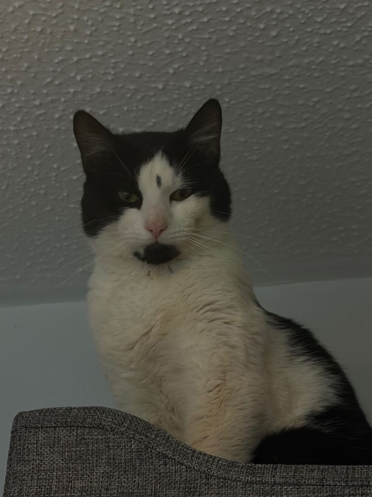 Black and white male cat for sale
