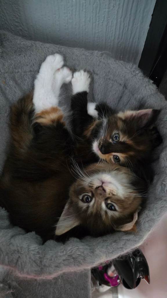 🐾 Beautiful Maine Coon Kittens for Sale – 1 Black & White Male and 2 Tortie Females – Ready Now! 🐾
