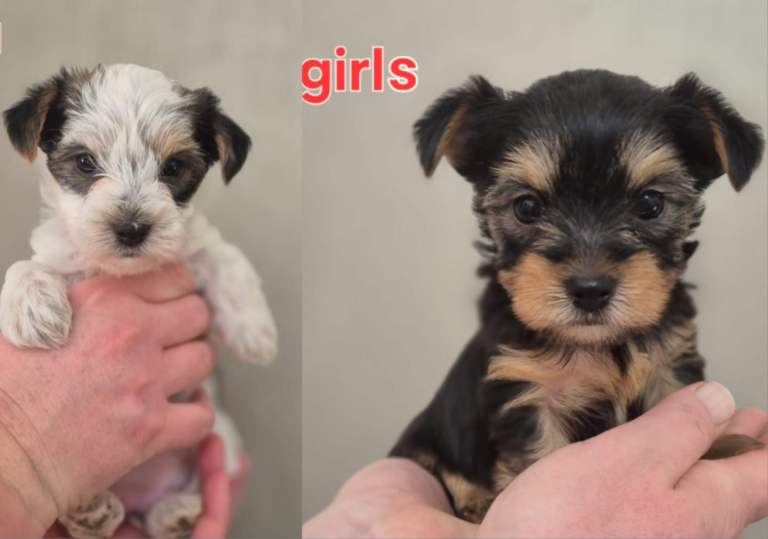 Full pedigree  Yorkshire Biewier terrier 