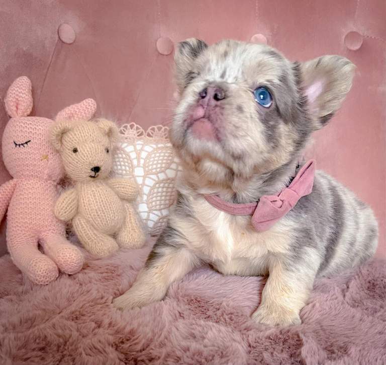 💞LILAC&FLUFFY BOYS💞