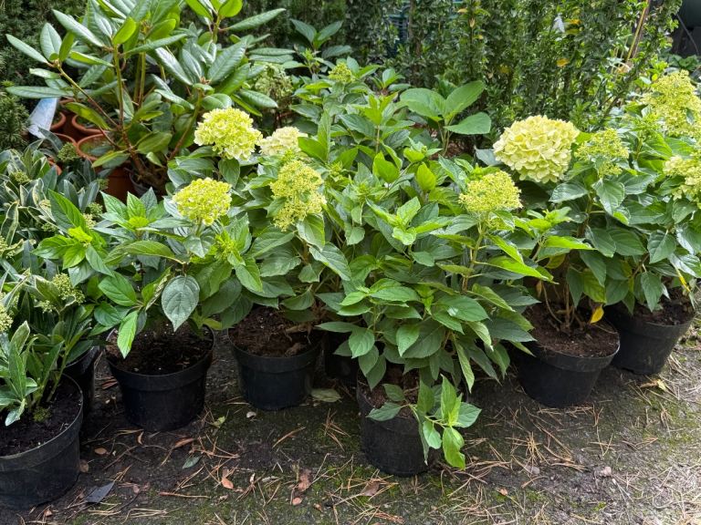 Evergreen, perennials, shrubs, topiary, trees, herbs and much more at low prices 