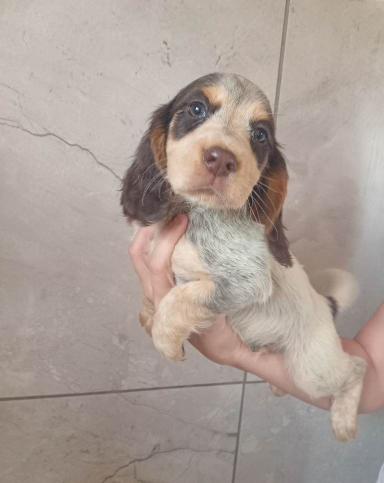 Cocker spaniel puppies 1 boy left available 