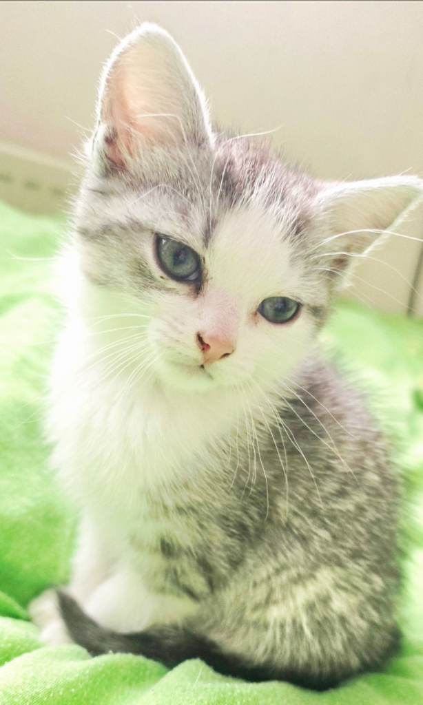 KITTEN FOR SALE