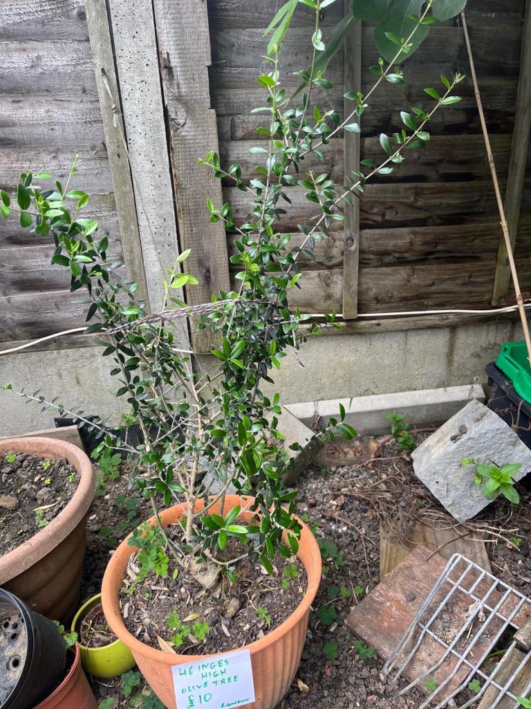Olive tree 46 inches tall
