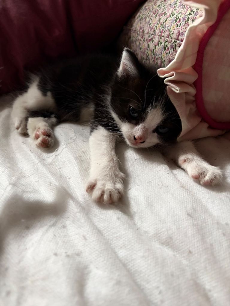 Kittens for sale 