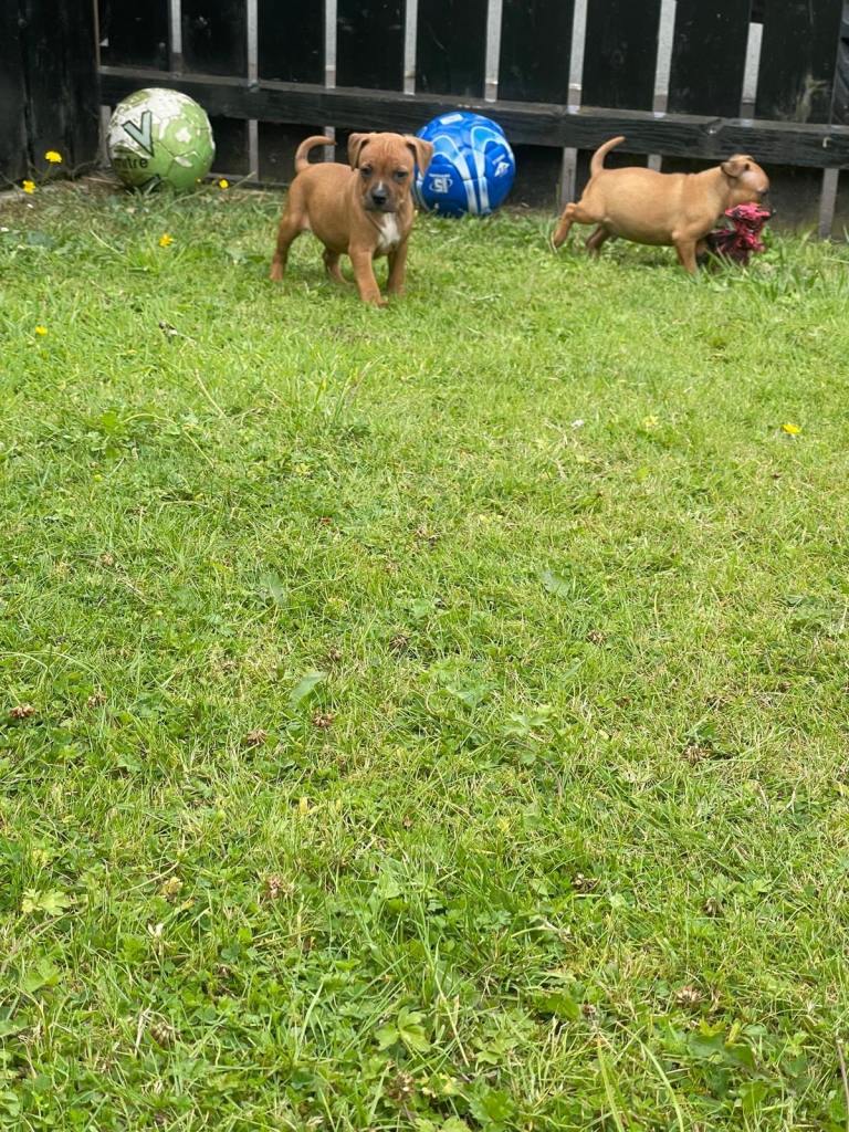 Staffordshire bull terrier 2 boys remaining 