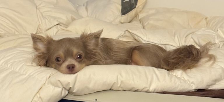 Lilac & Tan Chihuahua’s 