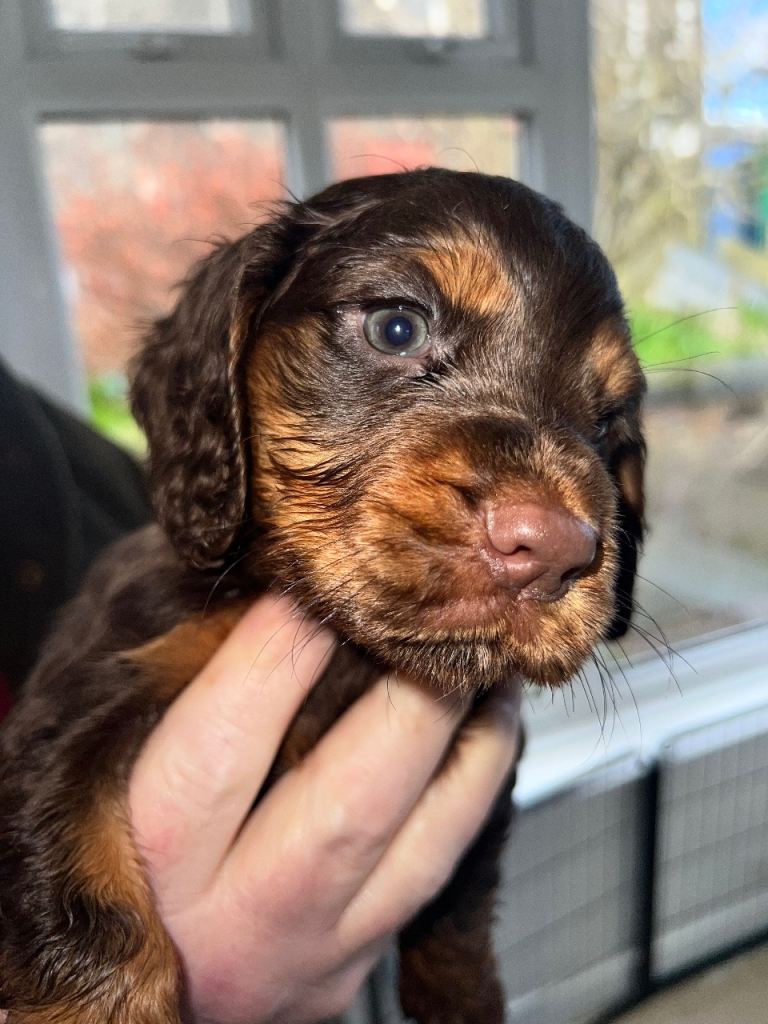 KC REG  Cocker spaniel pups for sale 