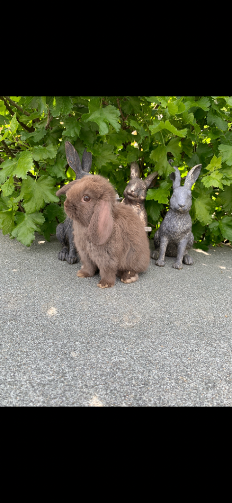 Baby Mini Lop Eared Rabbits - 8 Weeks Old - Ready To Leave Now - £80 Each 
