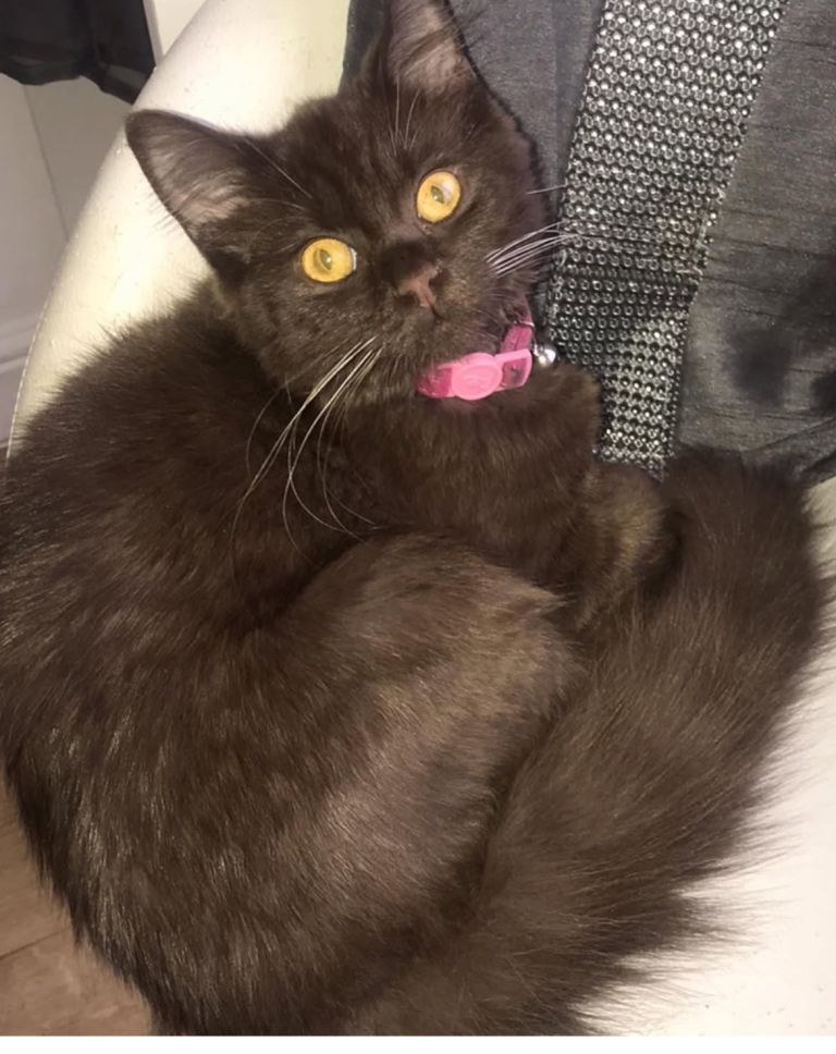  Extra fluffy British long hair /ragdoll kittens 