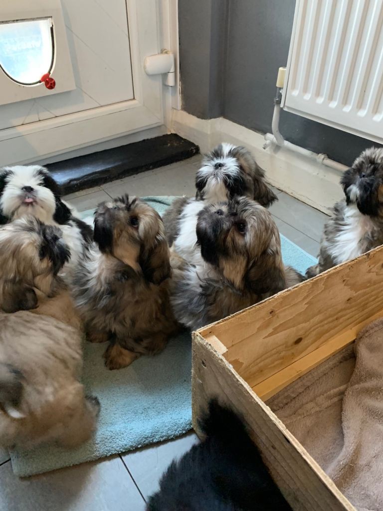 Shih tzu puppies 