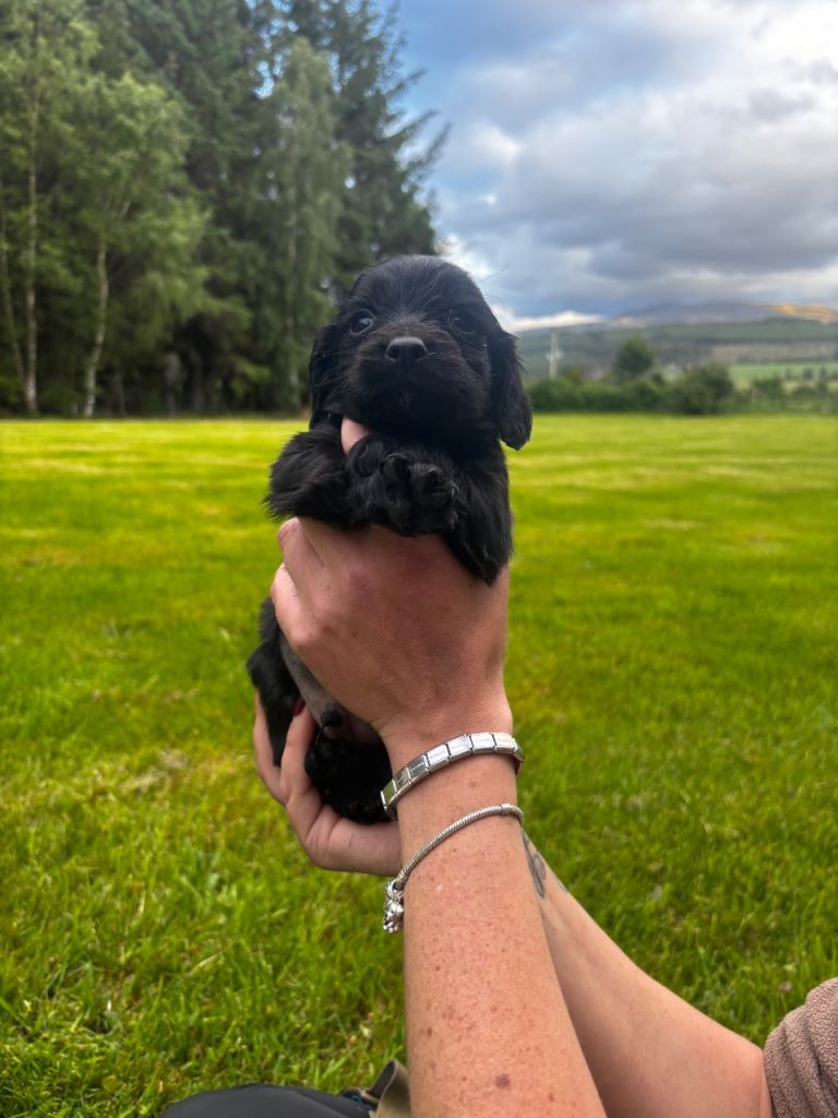 Cocker spaniel puppy’s 