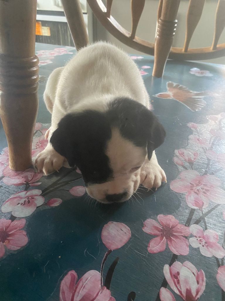 7 jug puppies available 