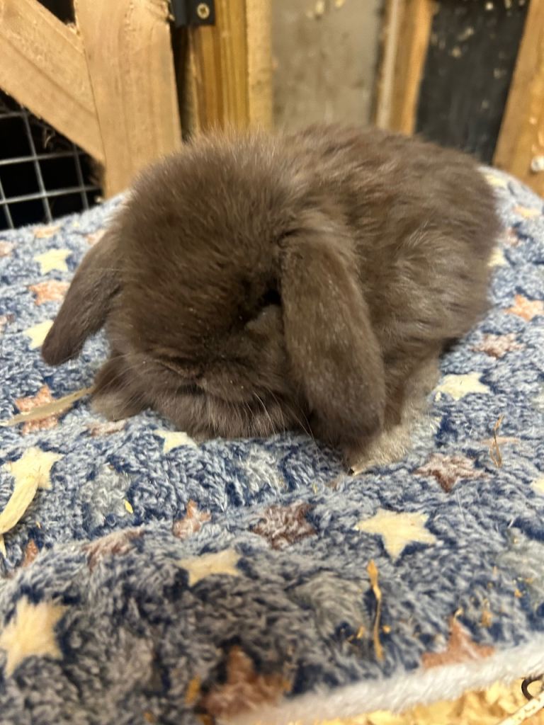 Mini lop