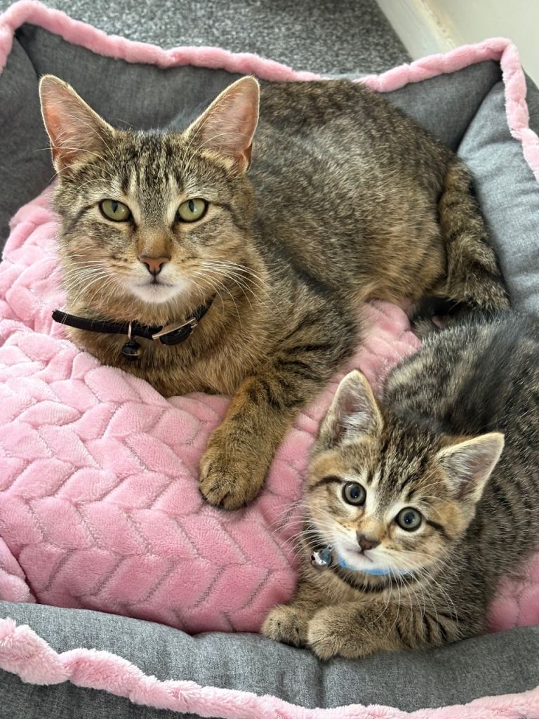2 male tabby kittens for sale