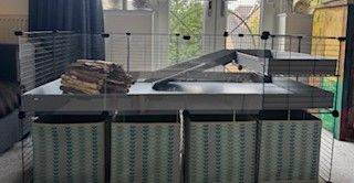 4 x 2 C & C Cage for Guinea Pigs