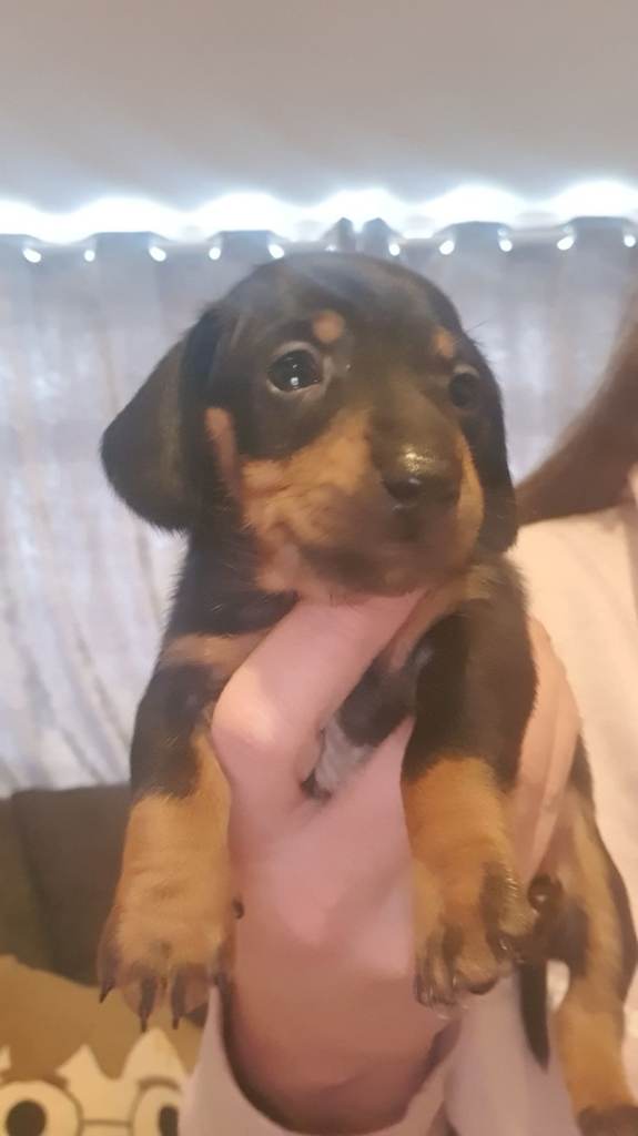 Small mini dachshund puppies