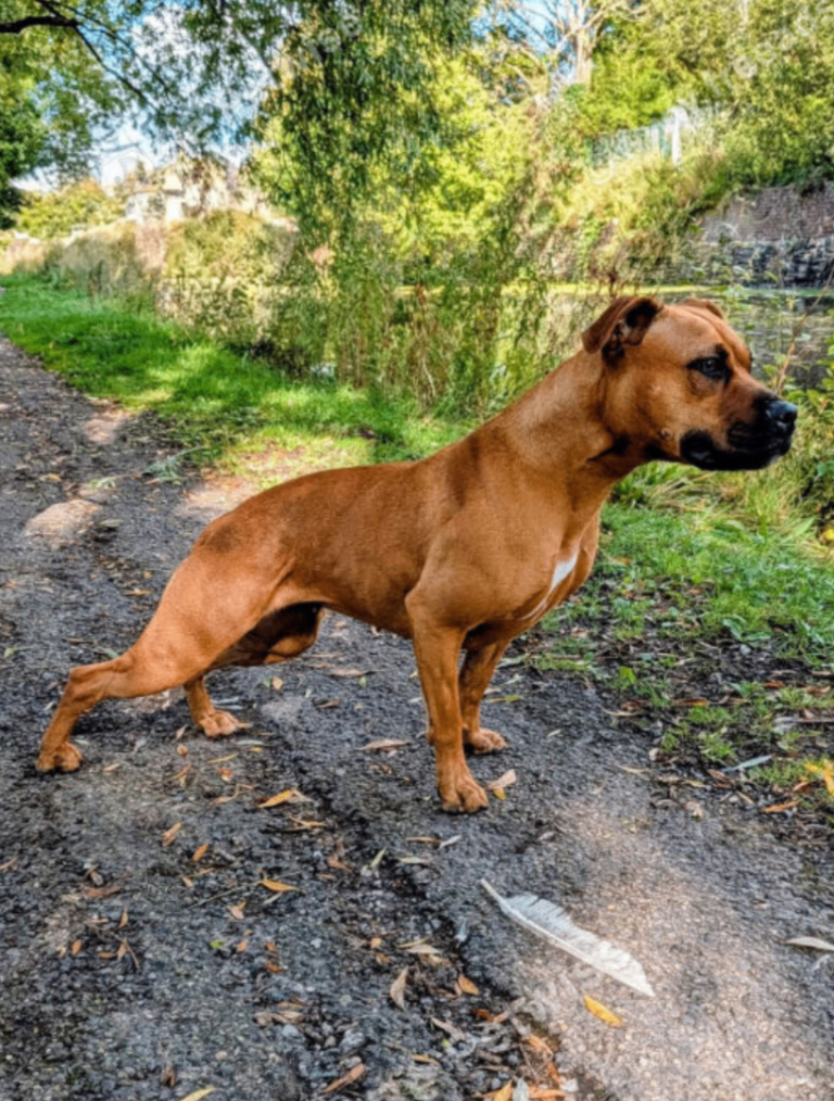 Staffy X Mastiff bitch 
