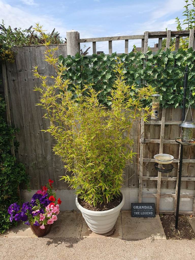 Bamboo plants in pots  