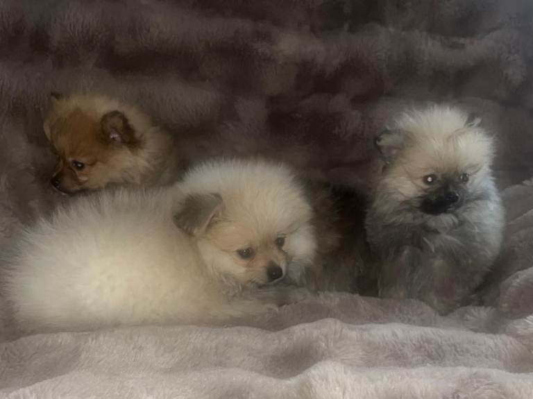 Miniature pomeranian puppies 