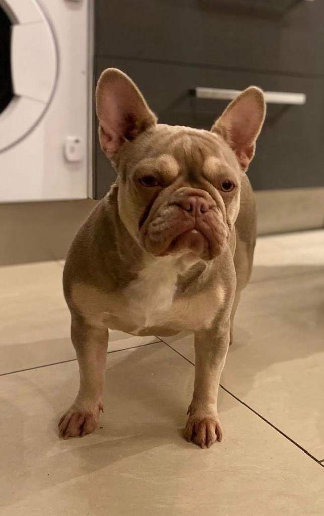 Puppies 3/4 french bulldog 1/4 pug 