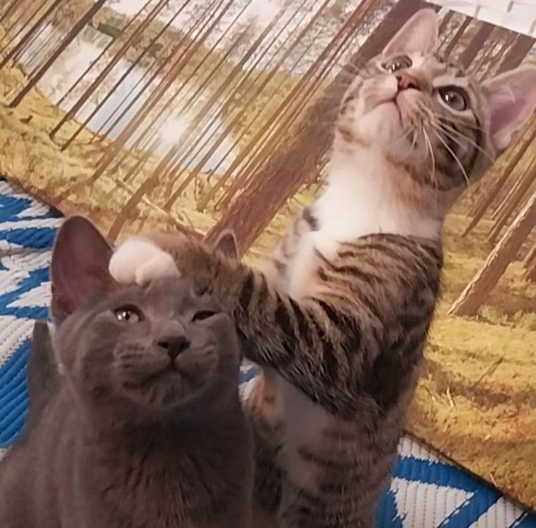 Adorable kittens looking for loving home 