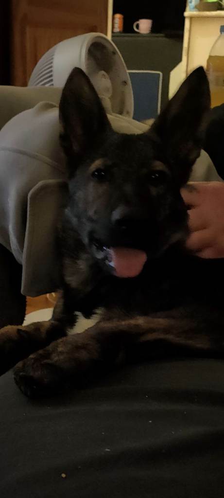 3 yr old German shepherd 