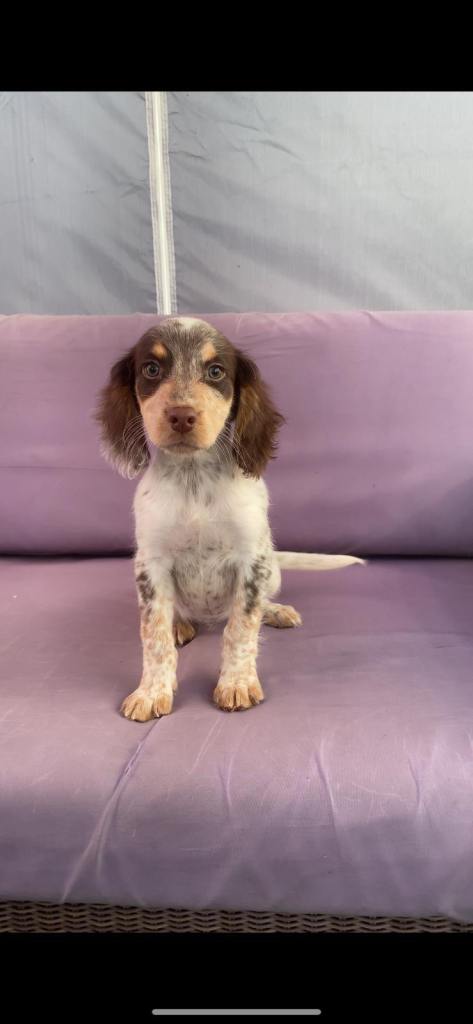 Cocker spaniel puppies 
