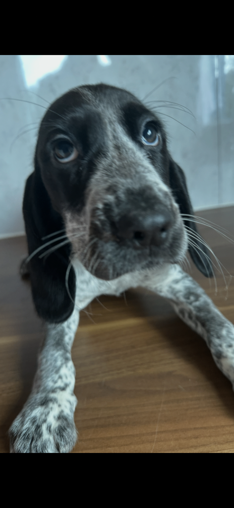 2 BEAGLIERS LEFT FULLY VACCINATED 