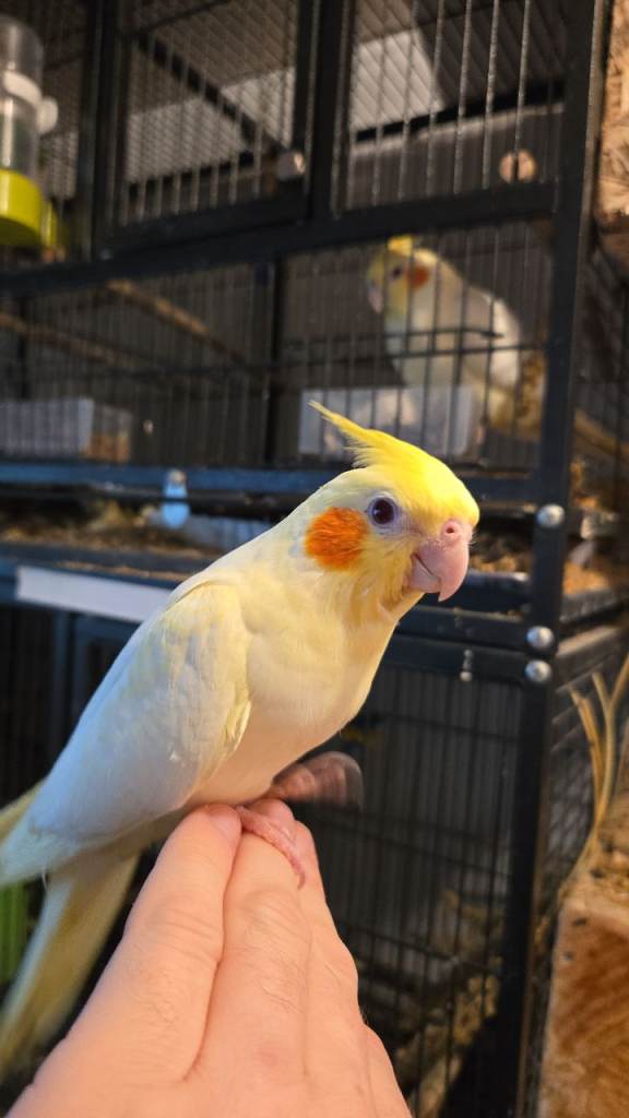 Beautiful lutino cockatiel raised in a family home environment