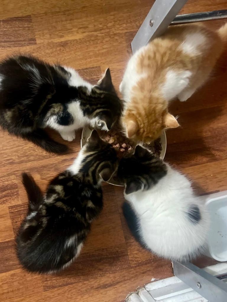 4 kittens for sale 