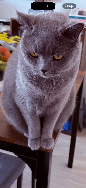Cat looking for caring home