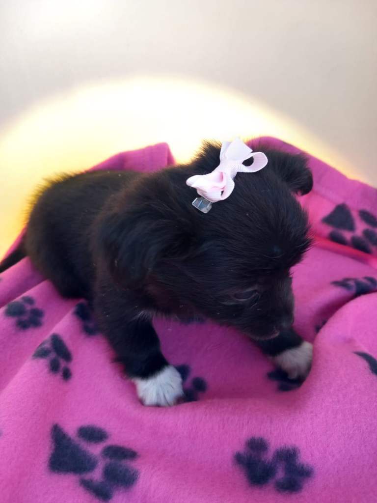Fur babies looking forever homes 