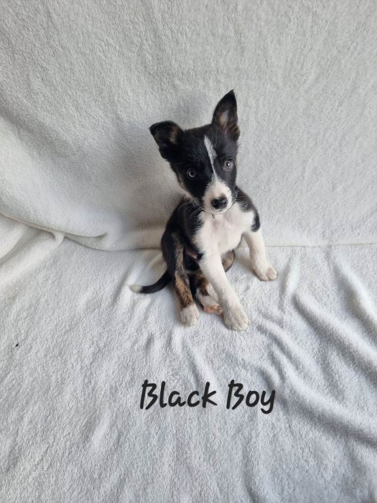🐶 Pure Border Collie puppies